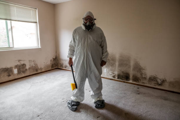 Best Insurance-Related Mold Remediation in Loganville, PA